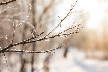 Snow covered branch tree against defocused background in sunrise or sunset with sunrays in winter forest. 