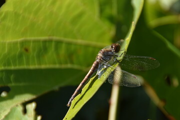 dragonfly on a leaf