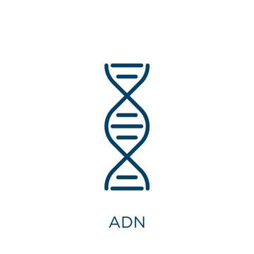 adn icon. Thin linear adn, dna, medicine outline icon isolated on white background. Line vector adn sign, symbol for web and mobile