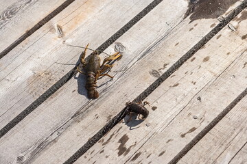 River crayfish on the pier boards close-up in summer
