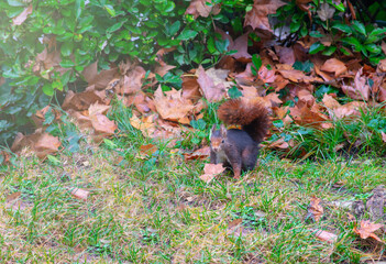 squirrel on the lawn among dry leaves in autumn