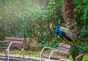 peacock leaning on a park bench