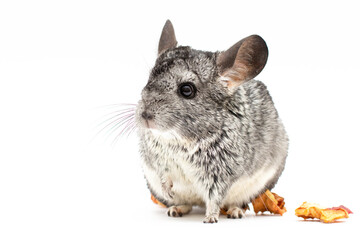 picture of a Young Chinchilla over white background