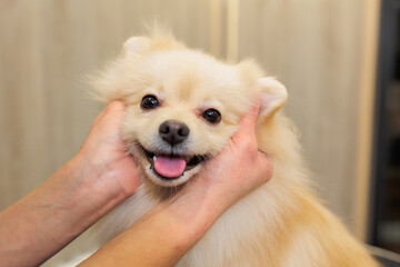 The owner's hands are holding a smiling dog by the ears. Spitz.