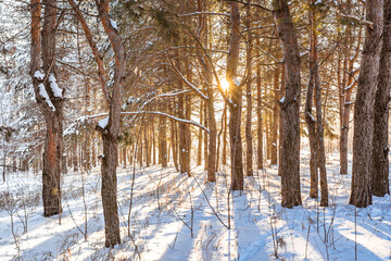 Beautiful landscape with sunset rays of the sun through the winter snow forest with