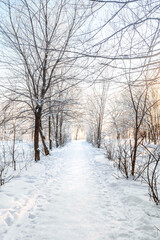 Beautiful landscape path between trees in winter snow forest