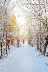 Beautiful landscape path between trees in winter snow forest