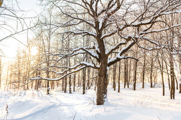 Winter snow forest with sunlight. Amazing natural landscape, no people