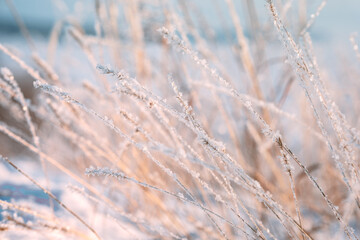 Beautiful natural winter background with grass grass on the slope in front of the frozen river. Grass covered with snow and ice