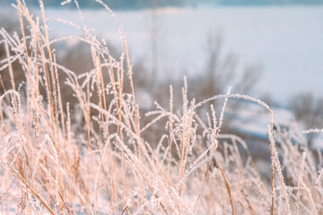 Beautiful natural winter background with grass grass on the slope in front of the frozen river. Grass covered with snow and ice