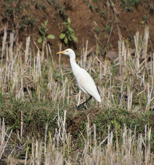 The heron is walking on the farm. hunt for
