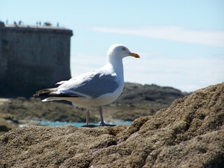 la mouette