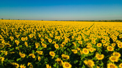 Fototapeta premium sunflower seed field top view