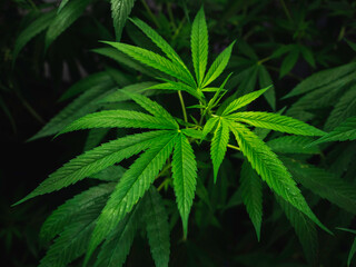 Cannabis plant Marijuana leaf details Cannabis Cultivation 