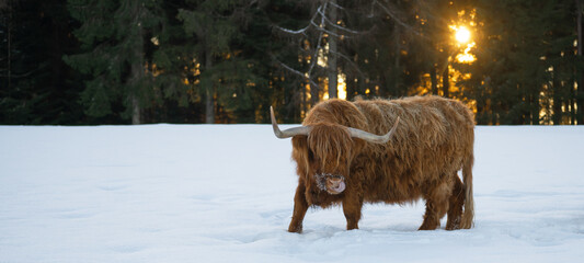 Funny Animals - Scottish highland cow with tongue out in winter with snow, cow in snowy field in the beautiful black forest with the glowing sun and firs in the background - obrazy, fototapety, plakaty