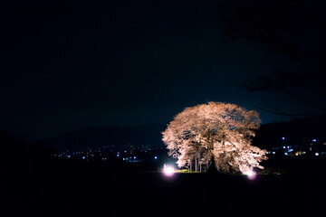 夜の桜 cherry blossom