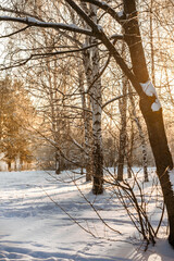 Beautiful landscape with sunset rays of the sun through the winter snow forest with