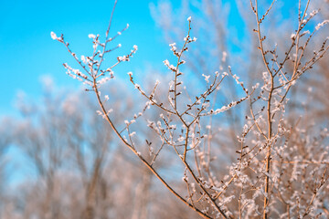 Snow-covered icy branches of a tree with berries against a blue sky on a frosty winter day in the forest