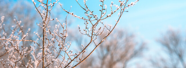 Snow-covered icy branches of a tree with berries against a blue sky on a frosty winter day in the forest