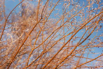 Snow-covered icy branches of a tree with berries against a blue sky on a frosty winter day in the forest