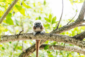 Full length view of titi monkey on a tree branch. Horizontal front view of small monkey hidden on colombian jungle. Exotic animals concept.