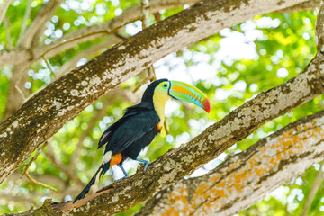 Fototapeta premium Full length view of tropical toucan on a tree branch. Horizontal side view of colorful toucan hidden on colombian jungle. Tropical exotic birds concept.