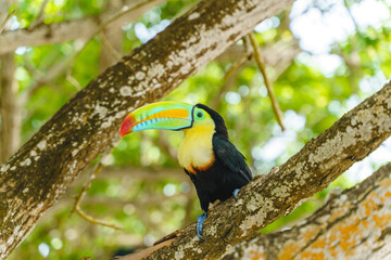 Fototapeta premium Full length view of tropical toucan on a tree branch. Horizontal side view of colorful toucan hidden on colombian jungle. Tropical exotic birds concept.
