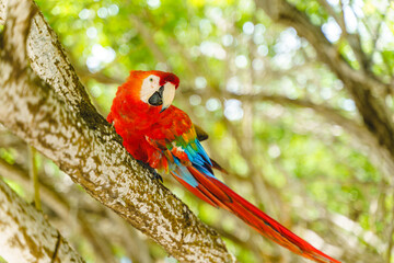 Full length view of tropical red parrot on a tree branch. Horizontal side view of colorful toucan hidden on colombian jungle. Tropical exotic birds concept.