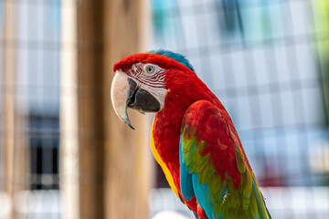 Two Macaws in Hemker Park Zoo, Minnesota