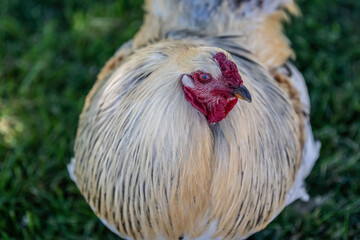 A domestic junglefowl in Hemker Park Zoo, Minnesota