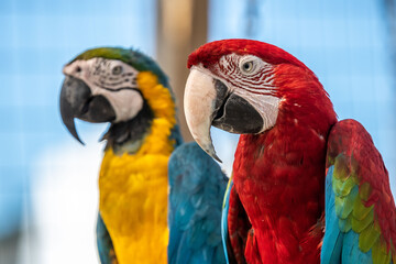 Two Macaws in Hemker Park Zoo, Minnesota