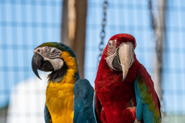 Two Macaws in Hemker Park Zoo, Minnesota