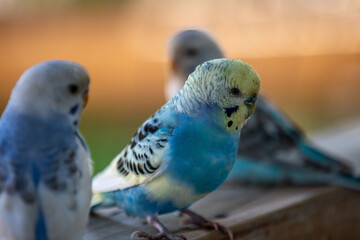 A Parakeet in Hemker Park Zoo, Minnesota