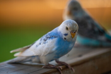 A Parakeet in Hemker Park Zoo, Minnesota