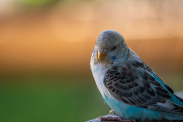 A Parakeet in Hemker Park Zoo, Minnesota