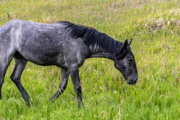 Wild horses in Theodore Roosevelt NP, North Dakota