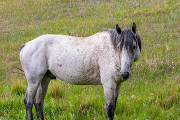 Fototapeta premium Wild horses in Theodore Roosevelt NP, North Dakota