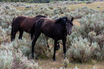 Fototapeta premium Wild horses in Theodore Roosevelt NP, North Dakota