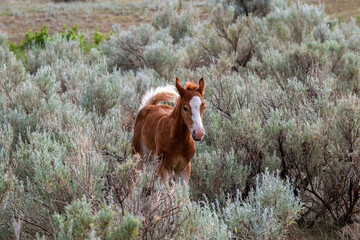 Wild horses in Theodore Roosevelt NP, North Dakota