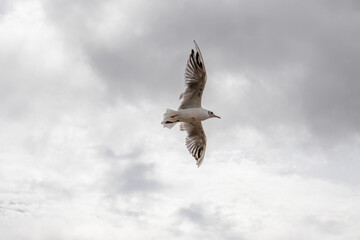 seagull in flight