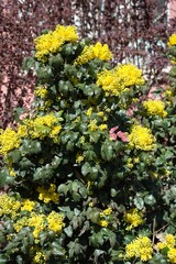 Spring flowering of Magone Holm, Mahonia aquifolium, evergreen s