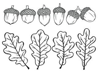 Set of acorns with leaves. Collection of hazelnuts with caps. Oak leaves. Forest. Vector illustration of autumn Ekibana on a white background.