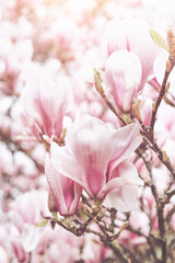 Pink Magnolia Tree with Blooming Flowers during Springtime