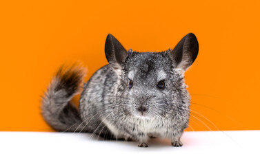 picture of a Young Chinchilla over white and orange background