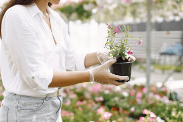 Cropped picture of hands of female gardener, holding pot with young flower for planting