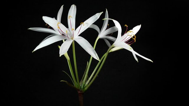Timelapse video, white crinum blooms on a dark background