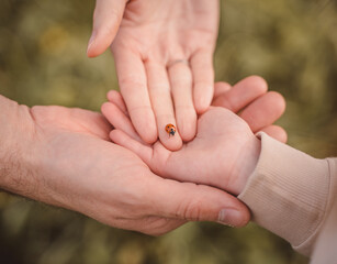 Ladybug crawls on the palms of the family. A close-up of a beetle on the hands of a man, a woman...
