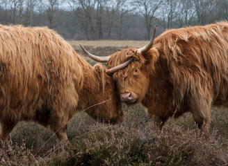 Two frolicking Highland cows push their heads with long horns together
