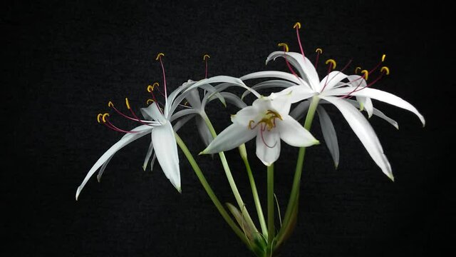 Timelapse video, white crinum blooms on a dark background