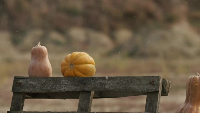 A ripe pumpkin falls to the floor and smashes to pieces. Sprays fly in all directions.
